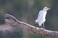 Cattle Egret 